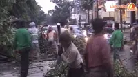 [VIDEO] Diguyur Hujan Deras, Sejumlah Pohon di Jakarta Tumbang