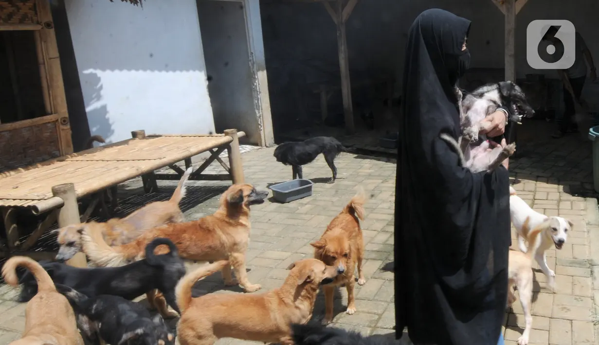 Pecinta hewan Hesti Sutrisno bermain dengan anjing-anjing liar peliharaannya di rumah penampungan sementara Green House, Tenjolaya, Bogor, Jawa Barat, Minggu (14/3/2021). Hesti juga mendapat pendanaan dari beberapa donatur. (merdeka.com/Arie Basuki)