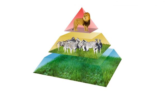 Puncak piramida rantai makanan biasanya di tempat hewan hewan karnivora contoh hewan hewan tersebut antara lain adalah