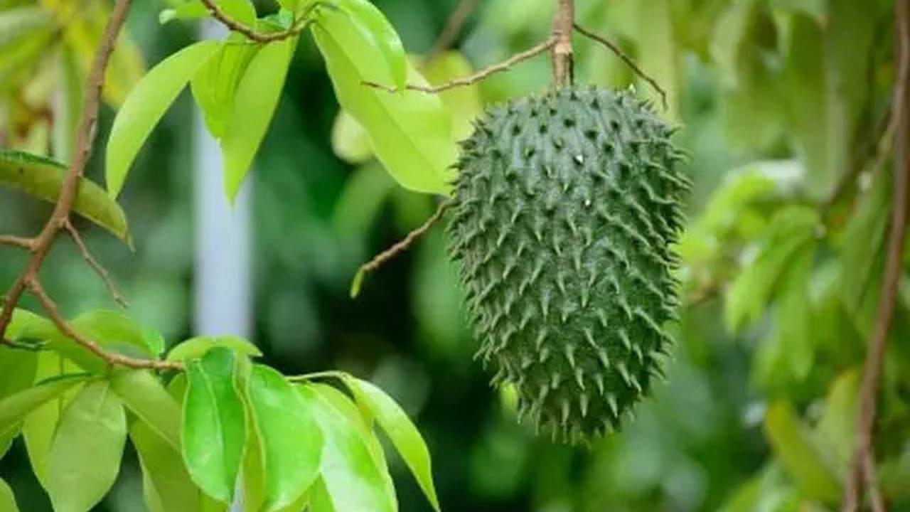 Manfaat Rebusan Daun Sirsak, Solusi Herbal Alami untuk Penyakit Hipertensi dan Diabetes