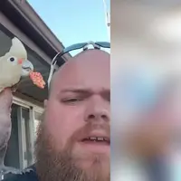 Burung Ini Menari Ikuti Irama Musik