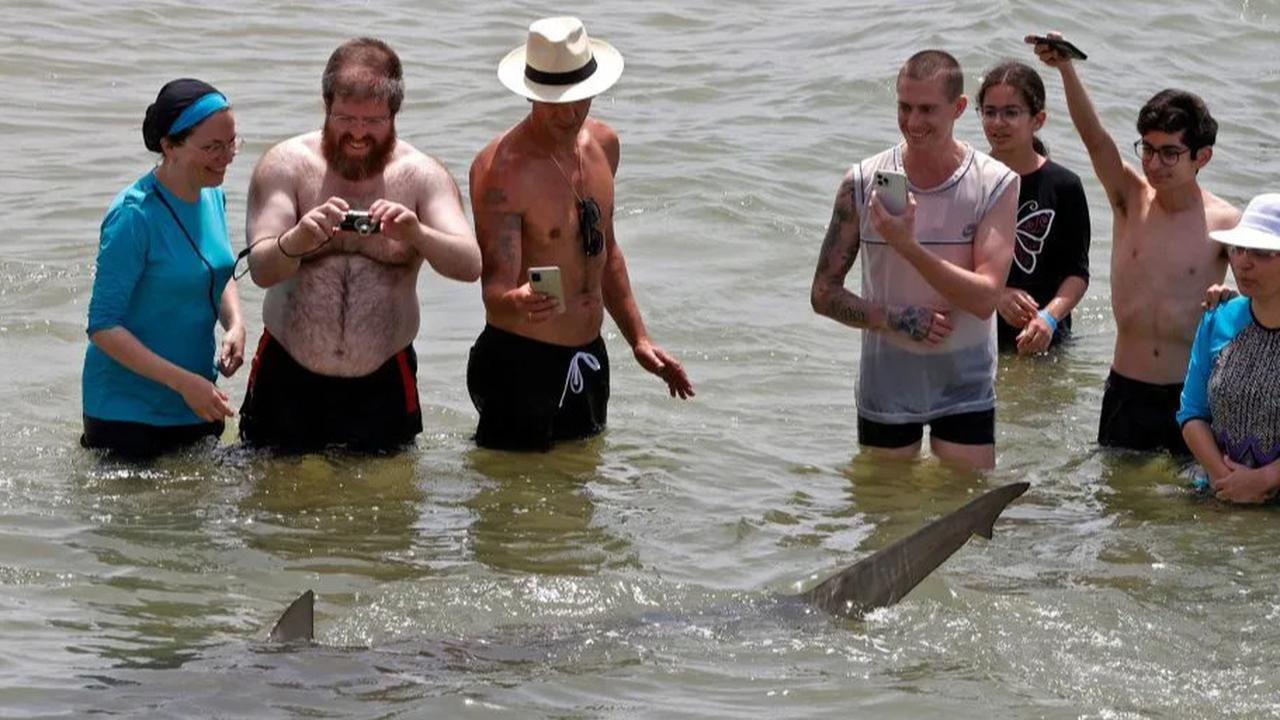 Pria Israel Hilang Diseret Hiu ke Tengah Laut, Saksi Mata Melihat Darah dan Berteriak Panik
