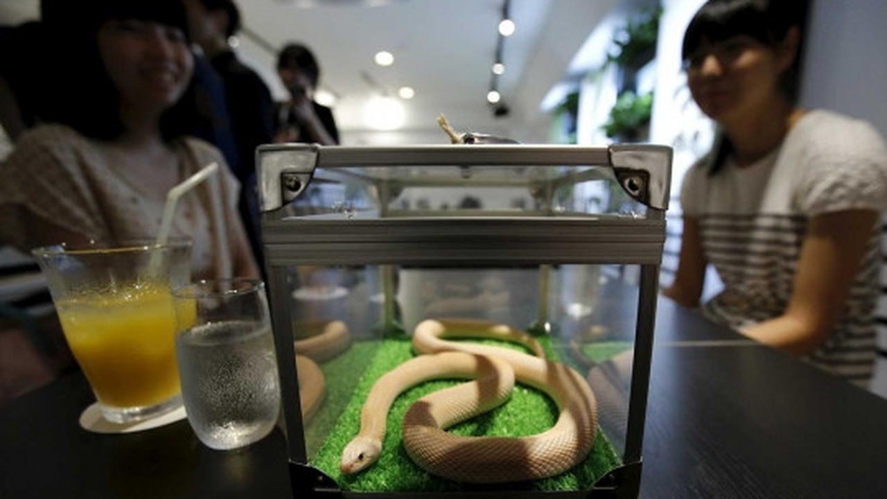 Sensasi merinding makan ditemani ular di kafe Tokyo Snake Center