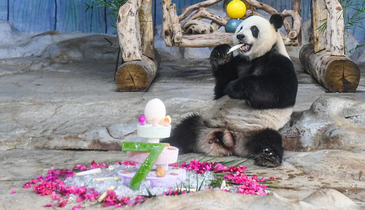 Panda raksasa bernama Gonggong menikmati makanan di Taman Margasatwa dan Kebun Raya Tropis Hainan di Haikou, Provinsi Hainan, China selatan, pada 27 Agustus 2020. Taman tersebut mengadakan perayaan ulang tahun ketujuh untuk dua panda raksasa pada Kamis (27/8). (Xinhua/Pu Xiaoxu)