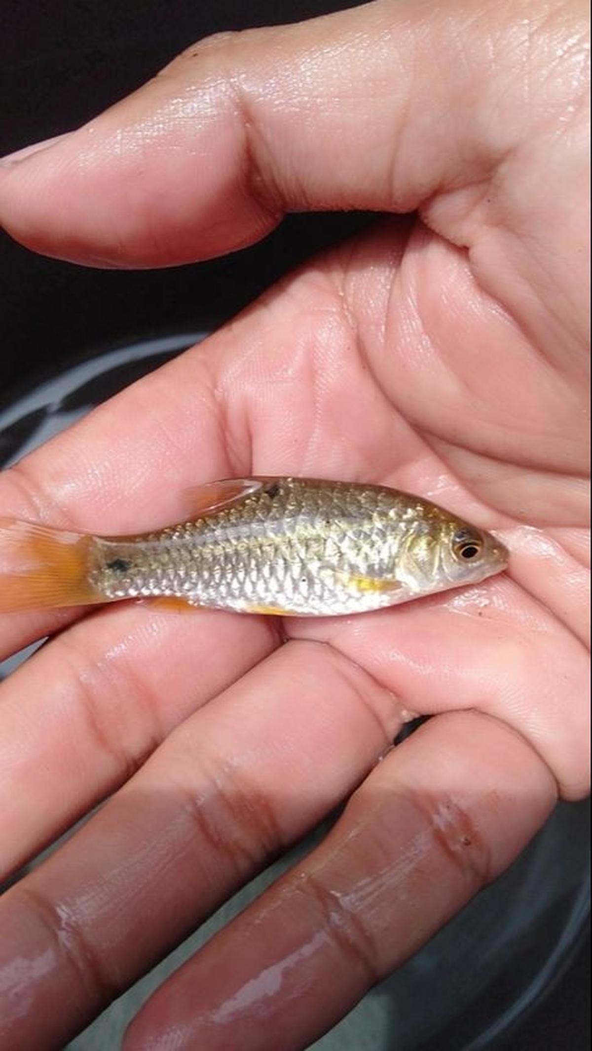 <b>Manfaat Ikan Wader</b>