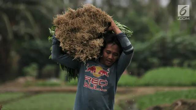 Hasil Penen Tak Laku Akibat Pandemi, Aksi Petani Bagi-bagi Sayuran Ini Viral