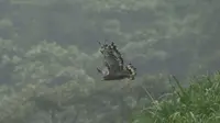 Pelepasliaran elang jawa di Taman Nasional Gunung Halimun Salak di Kabupaten Bogor, Jawa Barat (dok.Kementerian Lingkungan Hidup dan Kehutanan)