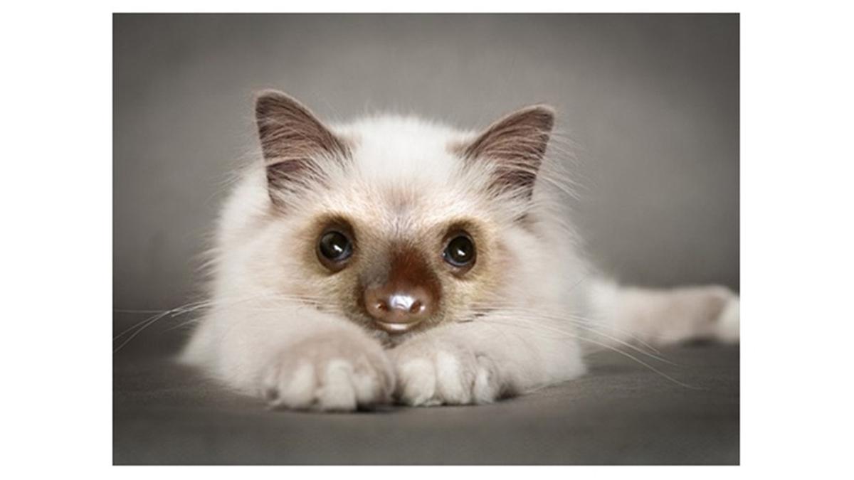 6 Potret Anak Kucing 'Ras Baru' Ini Dijamin Bikin Gemas Maksimal ...