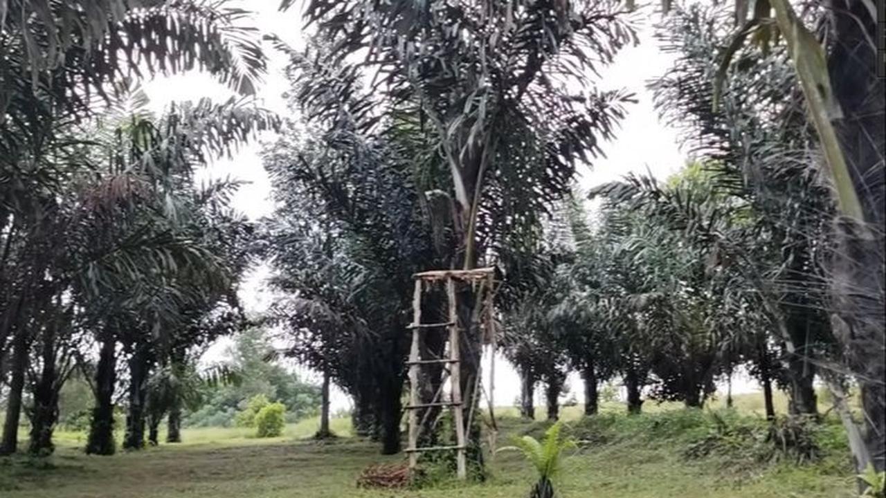 Eks Wagub Budidaya Aren