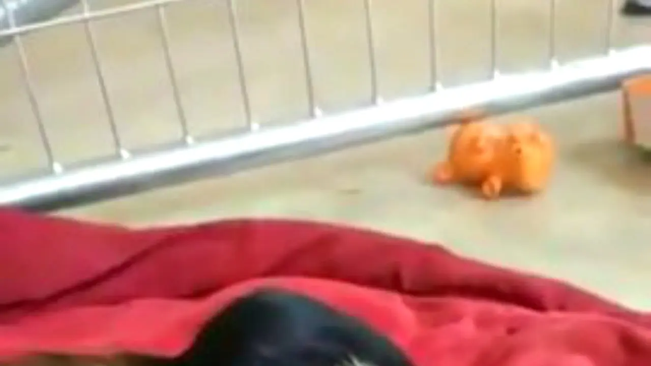 Monyet Menyayangi Anak Anjing