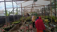 Usaha tanaman hias di Gorontalo yang melejit meski dalam terpaan pandemi Covid-19. (Foto:Liputan6.com/Arfandi Ibrahim)