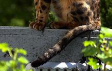 Jenis Kucing Bengal dan Karakteristiknya, Tubuh Panjang hingga Corak Unik