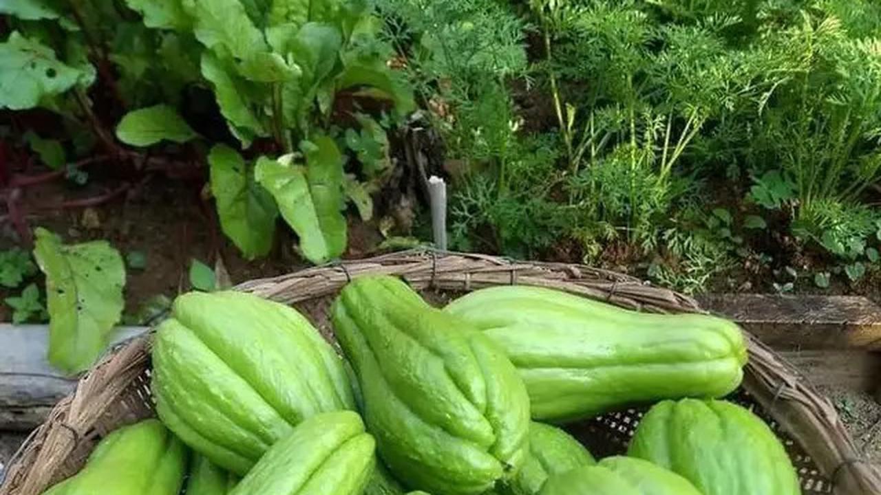 Kandungan Nutrisi, Manfaat, dan Olahan Labu Siam Lezat yang Wajib Dicoba