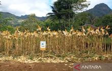 Realisasi Produksi Jagung Garut 2025 Melonjak, Dispertan Optimis Capai Target