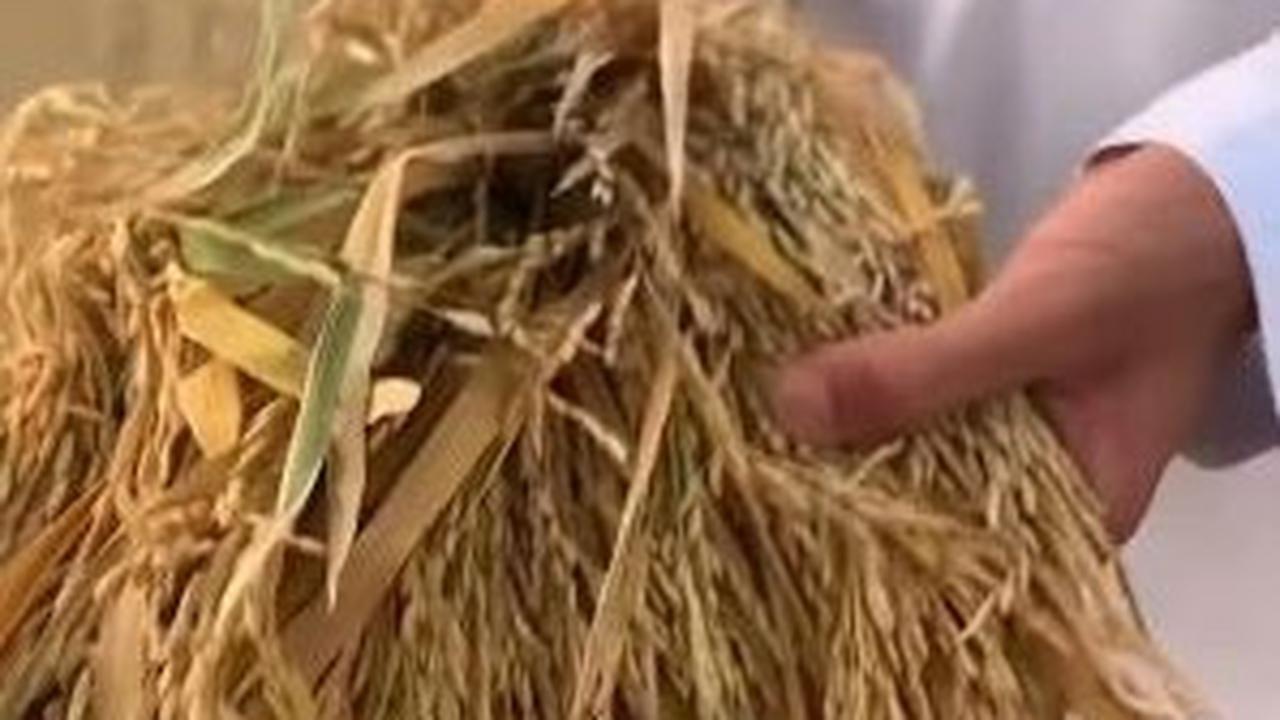 "Padahal, di Arab tidak ada hujan setinggi di Indonesia. Sementara sawah dan ladang butuh pengairan yang banyak," demikian dikutip dari keterangan video.