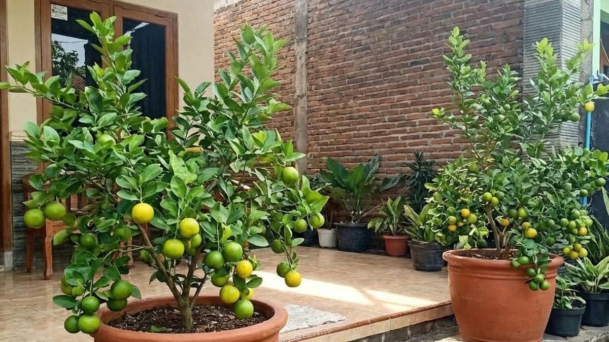 5 Desain Kebun Buah di Pot Tanpa Halaman, Estetik dan Produktif