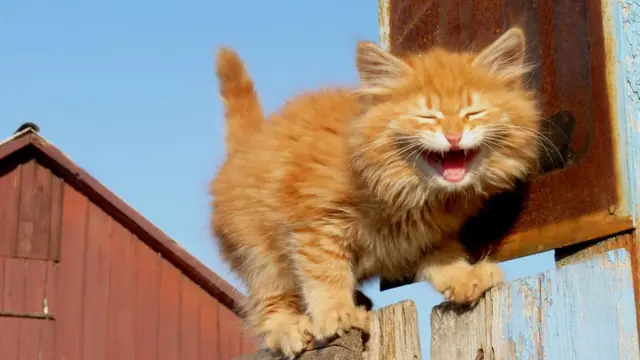 Potret Lucu Kucing Saat Tersenyum Ini Bikin Ketawa Sendiri
