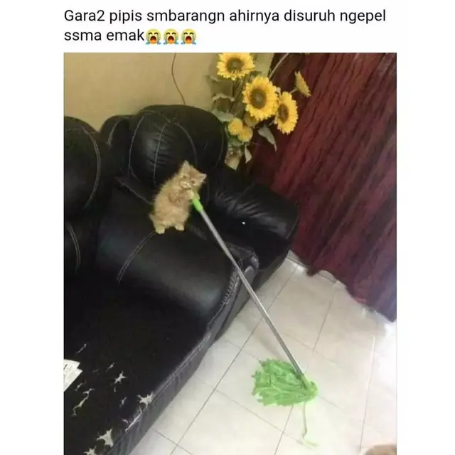 6 Status Facebook Orang Pelihara Kucing Ini Bikin Ngakak,