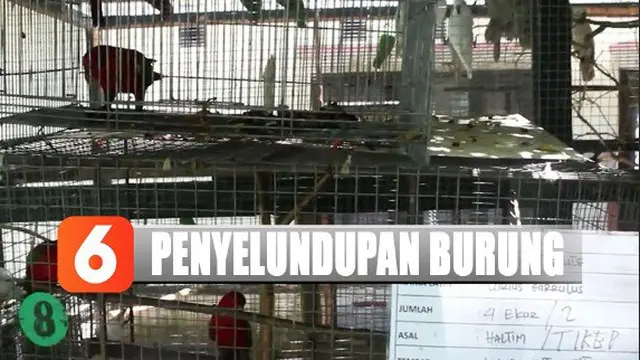 Polisi amankan 85 ekor burung yang dilindungi sebelum dijualbelikan di Maluku Utara.
