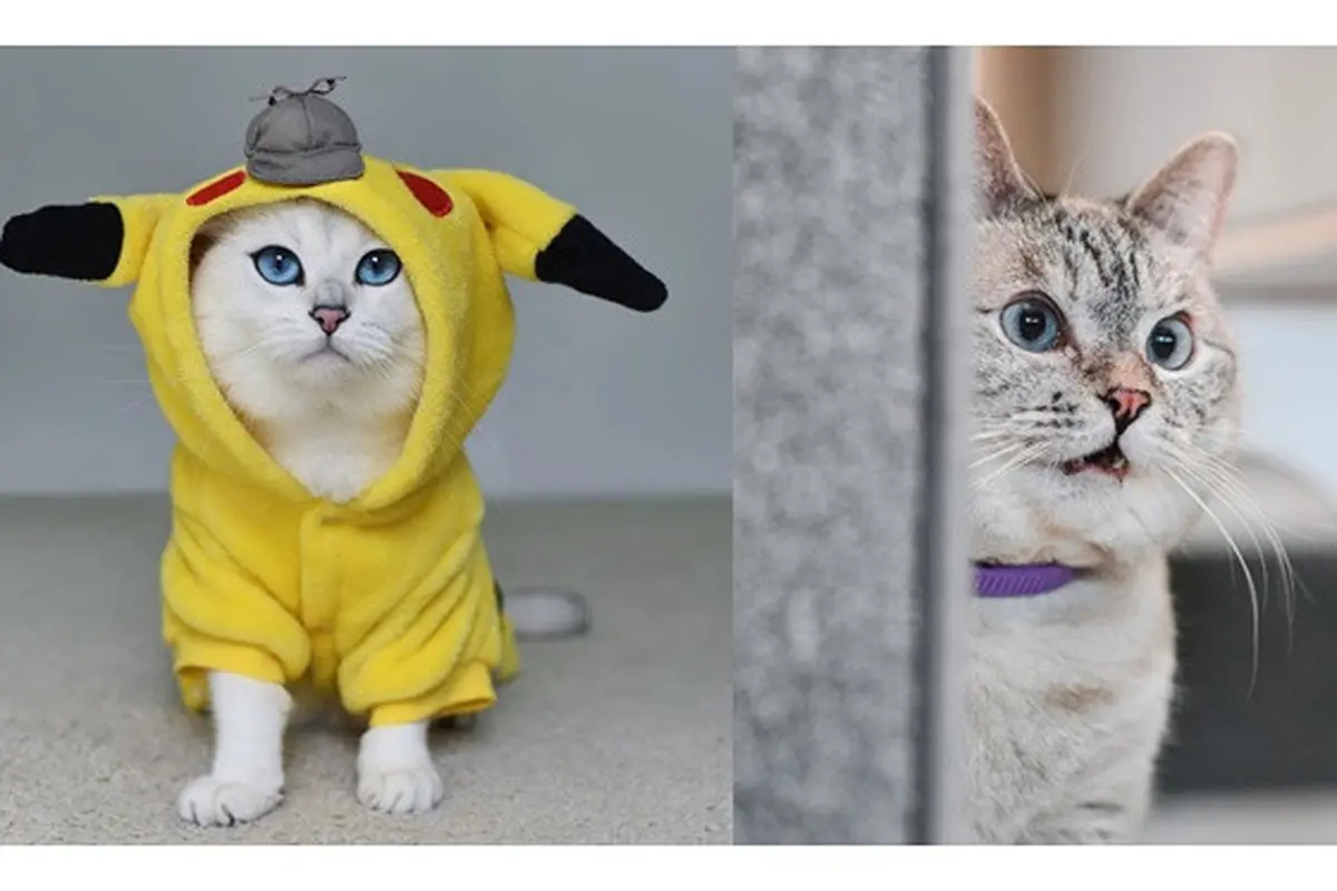 Instagram kucing (Sumber: Instagram/nala_cat/cobythecat)