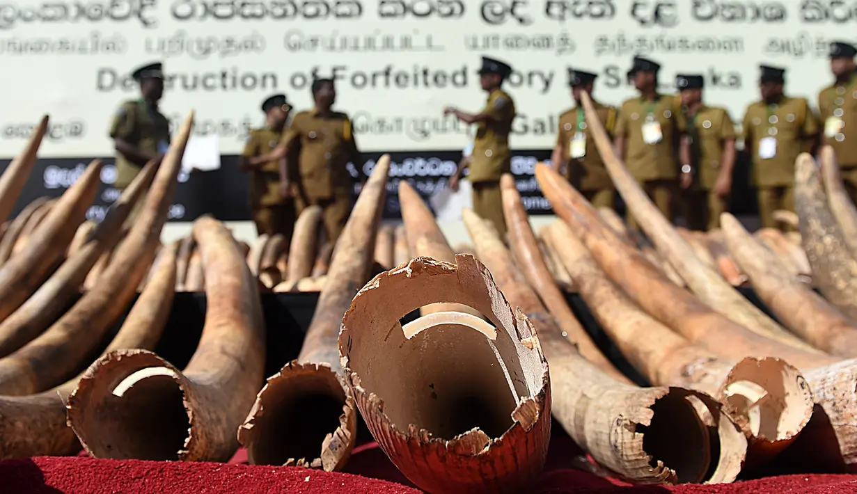 Petugas bea cukai Sri Lanka berjalan dekat tumpukan gading gajah dari Afrika sebelum dimusnahkan di Kolombo (26/1/2016). Sri Lanka menghancurkan 359 buah gading yang disita di pelabuhan Colombo Mei 2012. (AFP PHOTO/Ishara S. KODIKARA)