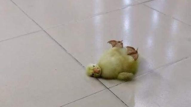 6 Potret Kejadian Apes Menimpa Hewan Ini Lucu tapi Bikin Kasihan