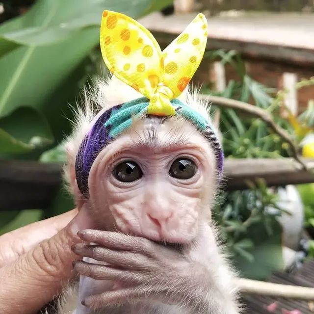 Potret Candy Laura, Monyet Pantai Peliharaan Irfan Hakim yang Jadi Sorotan. (Sumber: Instagram/candylaura2019)