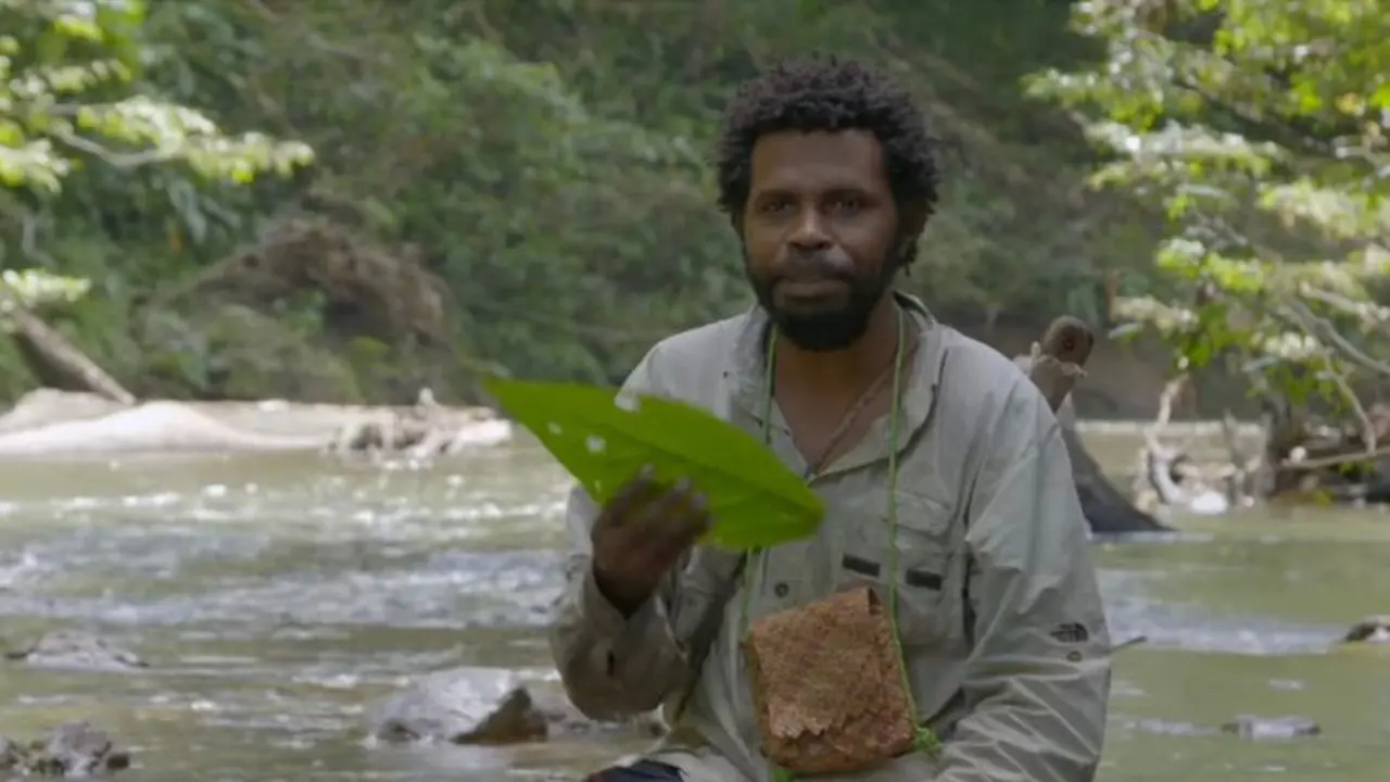 Daun Sampare di Papua sering digunakan sebagai tanaman obat