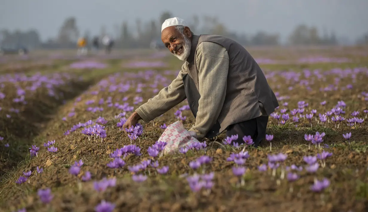 Seorang pria tersenyum saat memetik bunga saffron di Pampore, selatan Srinagar, Kashmir yang dikuasai India, Minggu (31/10/2021). Sejumlah besar bunga ini digunakan untuk menghasilkan saffron, ramuan aromatik yang merupakan salah satu rempah-rempah paling mahal di dunia. (AP Photo/Mukhtar Khan)