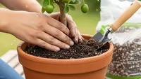 8 Cara Menanam Kedondong di Pot agar Cepat Berbuah, Cocok untuk Pekarangan Sempit