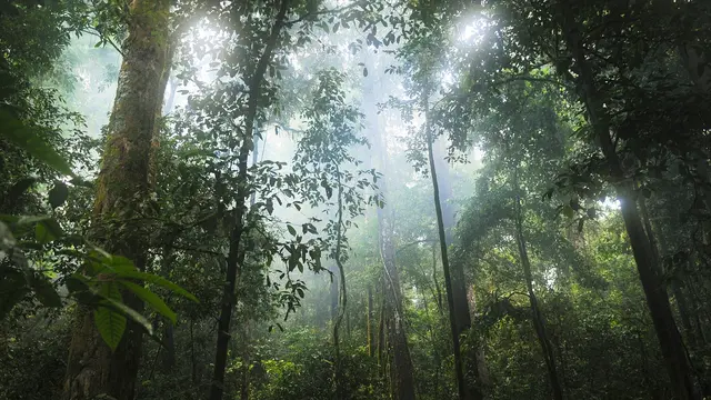 Kepribadian Jalanan Hutan