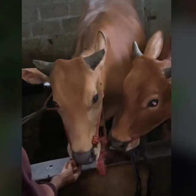 Viral Guru Beri Hadiah pada Muridnya yang Buktikan Ada Sapi Makan Martabak