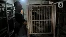 Safak (46) saat memberi pakan ayam Cemani di peternakan rumahan kawasan Kedu, Kabupaten Temanggung, Jawa Tengah (27/2/2023). Menurut Safak, saat ini terdapat 48 peternak tergabung dalam paguyuban Cemani Makukuhan Mandiri sebagai bentuk kebersamaan dalam melestarikan ayam Cemani di Temanggung. (merdeka.com/Iqbal S Nugroho)