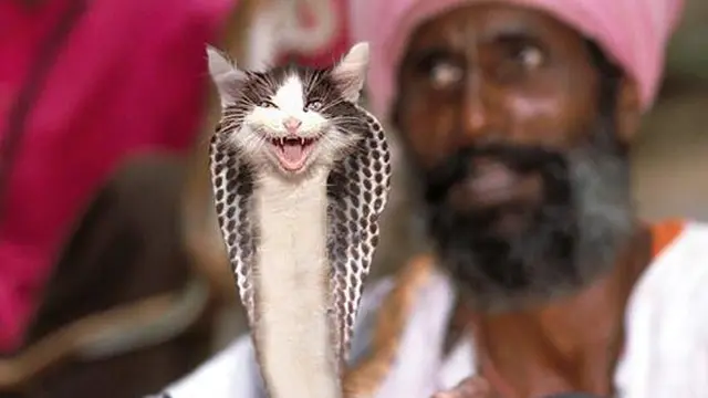 6 Editan Foto Ular Berkepala Kucing Ini Tampak Nyeleneh, Kocak