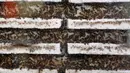 Koloni semut di dalam formikarium di toko hewan peliharaan "Just Ants" di Singapura pada 23 September 2020. Peternakan semut lebih umum di beberapa negara Barat, namun jarang terjadi di Singapura dan pengusaha bernama John Ye mencoba mengubah konotasi negatif terkait serangga. (Roslan RAHMAN/AFP)