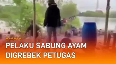 Video kumpulan pelaku sabung ayam digerebek petugas kepolisian. Kejadian itu terjadi di Dempel, Kota Semarang, Jawa Tengah.