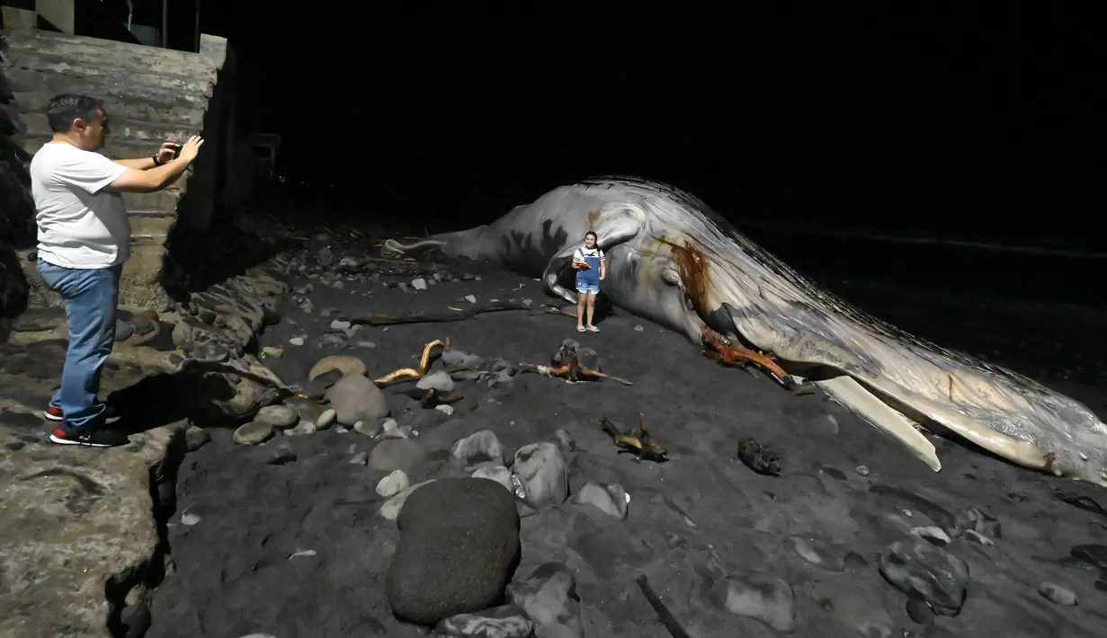 Seorang anak berpose dengan bangkai paus bungkuk yang muncul di pantai Las Flores di La Libertad, El Salvador, Jumat (5/11/2021). Ini adalah kedua kalinya tahun ini seekor paus bungkuk ditemukan mati di sebuah pantai di El Salvador. (Sthanly ESTRADA / AFP)