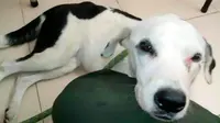 Patah Hati Ditinggal Pemiliknya, Anjing Ini Mati