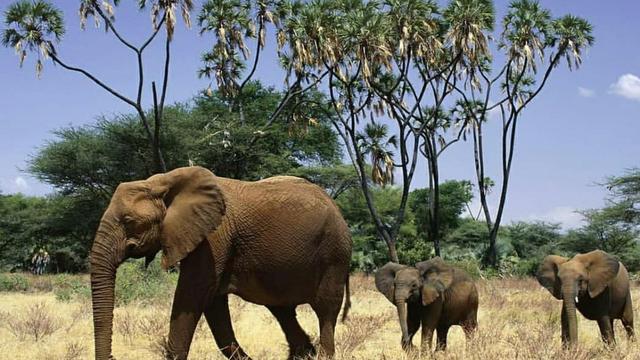 Taman Nasional Fazao Malfakassa adalah taman nasional terbesar di Togo