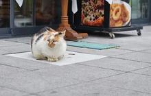 Kucing Kembang Telon dalam Mitos, Ini 6 Makna Positif yang Jarang Diketahui