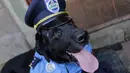 Seekor anjing mengenakan seragam polisi saat hadir dalam misa San Lazaro di Monimbo, Masaya, Nikaragua (18/3). Menurut kepercayaan setempat San Lazaro atau Saint Lazarus akan menjaga kesehatan anjing mereka. (AFP/Inti Ocon)