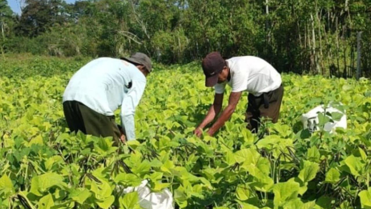 BRMP Maluku Kembangkan Benih Kacang Hijau Unggul, Perkuat Ketahanan Pangan Daerah