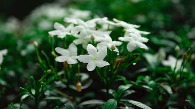 Ilustrasi bunga melati