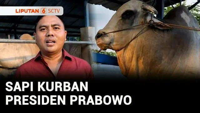 VIDEO: Prabowo Beli Sapi Jumbo 1,2 Ton Gantikan Sapi yang Mati Mendadak di Polewali Mandar