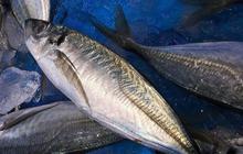 Miliki Citarasa yang Hampir Sama, Ketahui Perbedaan Ikan Tongkol, Tuna, dan Cakalang