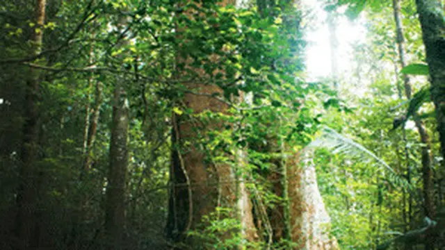 Hutan di Gunung Bawang