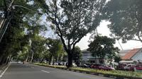 Pohon besar di kawasan Jakarta Pusat, mulai dari kawasan Proklamasi hingga Teuku Umar. (Liputan6.com/Radityo Priyasmoro)