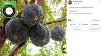 [Cek Fakta] Gambar Tangkapan Layar Foto Tentang Durian