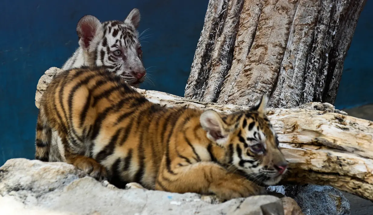 Anak harimau putih, Yanek bermain dengan saudaranya di Kebun Binatang Nasional Kuba di Havana pada 4 Juni 2021. Untuk pertama kalinya dalam 20 tahun, empat anak harimau lahir di kebun binatang dan di antaranya, seekor harimau putih betina yang langka bernama Yanek. (YAMIL LAGE/AFP)