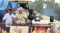 Momen Prabowo Nyetir Traktor Saat Panen Jagung di Tuban